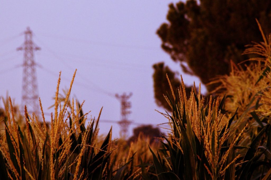 Photo Snippet example